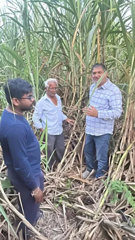 Field visit with sugarcane growers