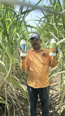 Field visit with sugarcane growers